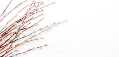 Willow branches, easter spring white background, top view