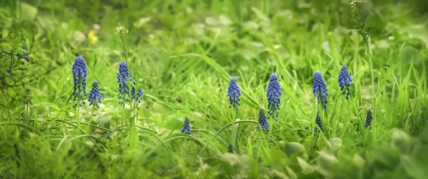Small blue flowers on gentle soft green grass bokeh background, outdoors, close-up. Spring or summer template floral background Blue Muscari or murine hyacinth flower