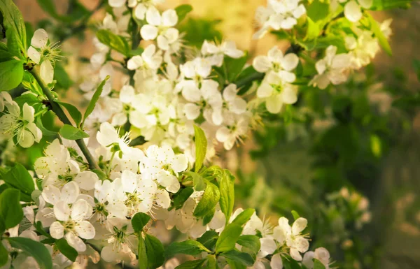Krásné Květinové Jaro Abstraktní Pozadí Přírody Větve Kvetoucí Třešně Měkkým — Stock fotografie