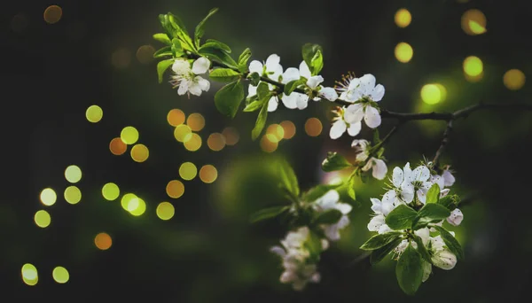 Piękny Kwiatowy Wiosna Abstrakcyjny Tło Przyroda Gałęzie Kwitnącej Wiśni Miękkim — Zdjęcie stockowe
