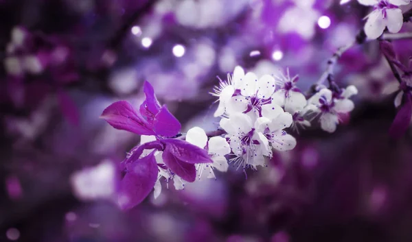 Hermoso Fondo Abstracto Primavera Floral Naturaleza Ramas Cerezo Flor Con —  Fotos de Stock