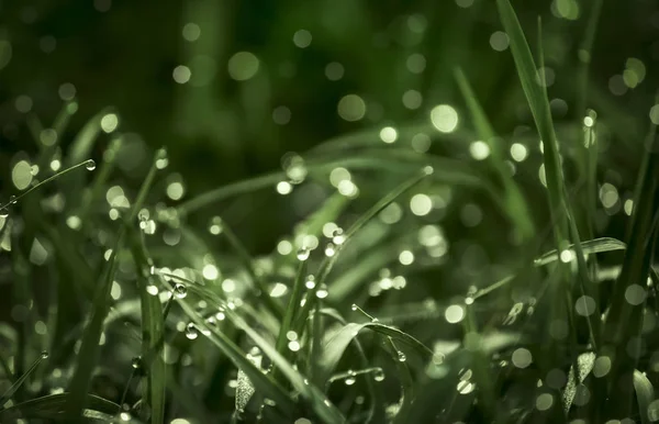 Piękne Tła Liśćmi Zieloną Trawą Bokeh — Zdjęcie stockowe