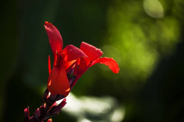 Macro Fleur Rouge Sur Fond Vert — Photo