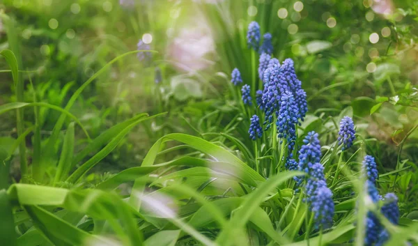 Small blue flowers on gentle soft green grass bokeh background, outdoors, close-up. Spring or summer template floral background Blue Muscari or murine hyacinth flower