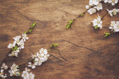 Tahta arka planda bahar çiçekleri açan dallar. Beyaz Kiraz çiçekleri üst görünüm, boşluğu kopyala