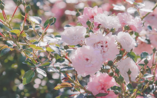 Kwiat Różowy Róż Ogrodzie — Zdjęcie stockowe