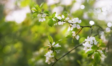 Beautiful floral spring abstract background of nature. Branches of blossoming cherry with soft focus on gentle light green background. Greeting cards with copy space