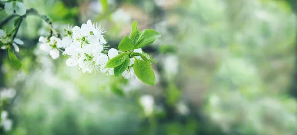 Krásné Květinové Jaro Abstraktní Pozadí Přírody Větve Kvetoucí Třešně Měkkým — Stock fotografie