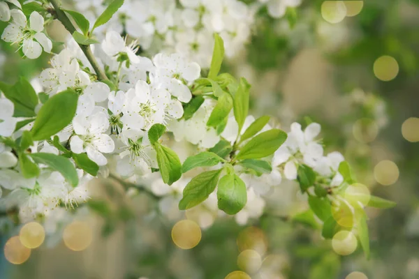Krásné Květinové Jaro Abstraktní Pozadí Přírody Větve Kvetoucí Třešně Měkkým — Stock fotografie