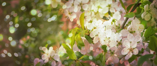 Bella Primavera Floreale Sfondo Astratto Della Natura Rami Ciliegia Fiorita — Foto Stock