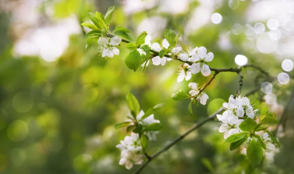 Gyönyörű Virágos Tavasz Elvont Háttér Természet Virágzó Cseresznye Ágak Lágy — Stock Fotó