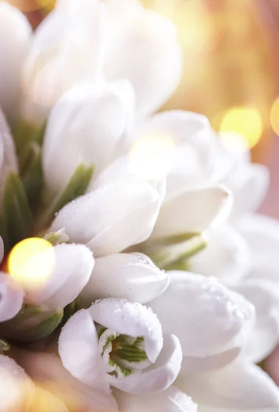 Gyönyörű Fehér Hóvirág Galanthus Nivalis Natural Bokeh Wooden Background Space — Stock Fotó