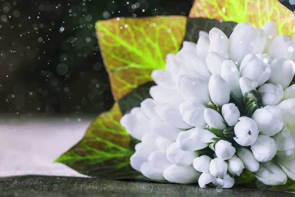 Bellissimi Bucaneve Bianchi Galanthus Nivalis Con Bokeh Naturale Sfondo Legno — Foto Stock