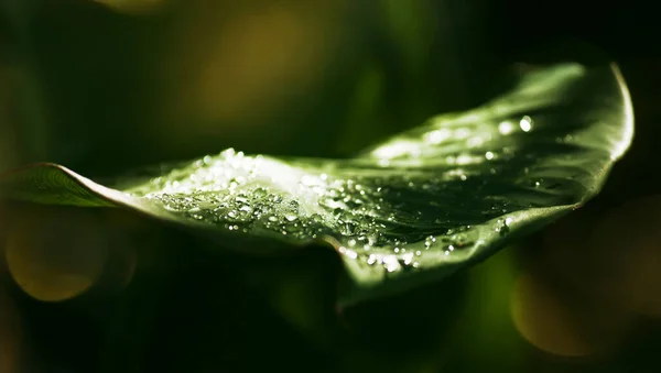 水滴在深绿色的叶子上 多愁善感的自然 宏观的镜头 文字的空间 — 图库照片