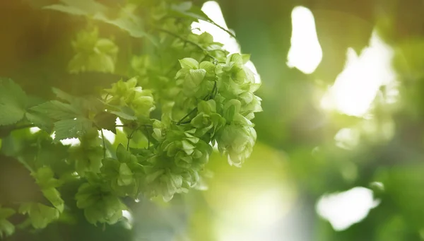 Hop Cones Bush Green Blurred Natural Background Banner Copy Space — Stock Photo, Image