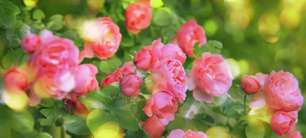 Verão Fundo Verde Natural Com Flores Rosa Cartão Vintage Com — Fotografia de Stock