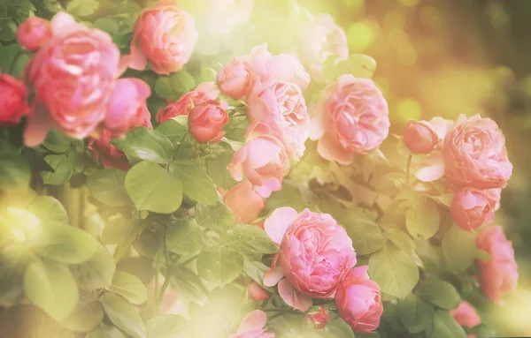Καλοκαίρι Φυσικό Πράσινο Φόντο Ροζ Λουλούδια Vintage Κάρτα Ροδακινί Τριαντάφυλλα — Φωτογραφία Αρχείου