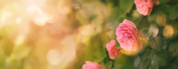 Sommer Naturlig Grøn Baggrund Med Lyserøde Blomster Vintage Kort Med - Stock-foto