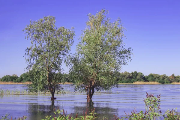 High water from an overflowing river surrounds a lone trees in spring or summer landscape