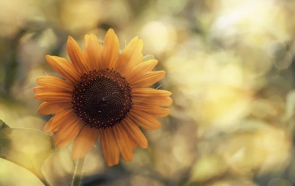 Slunečnice Léto Přírodní Zelené Žluté Pozadí Kvetoucí Slunečnice Bokeh Detailní — Stock fotografie