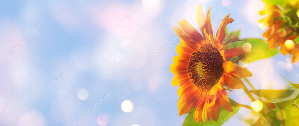 Sunflower summer natural green yellow banner background. Blooming sunflower and blue sky with bokeh. Close-up, copy space