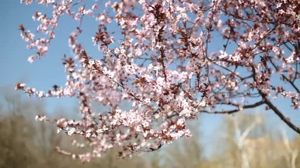 Hermoso árbol en flor. Primavera, los árboles florecen. Cereza en flor, cereza, árbol . — Vídeos de Stock