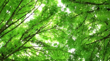 Ağaçlar, yapraklar, ağaç dalları. Gökyüzü ve güneş ışığı.