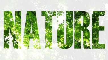 Ekoloji, çevre, doğa. Yeşil yaprakları, ağaçlar, güneş ışığı.