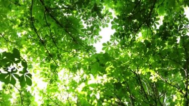 Doğa ve ağacı. Güneş ışığı ağaçların yaprakları ile yoluna yapar.