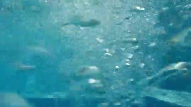 Φυσαλίδες μέσα στο νερό. Φυσαλίδες στο τζακούζι, γυρίσματα με μια κάμερα δράσης. — Αρχείο Βίντεο