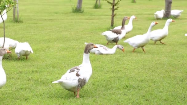 Ganzen grazen op het gras. Een kudde ganzen in een weiland. — Stockvideo