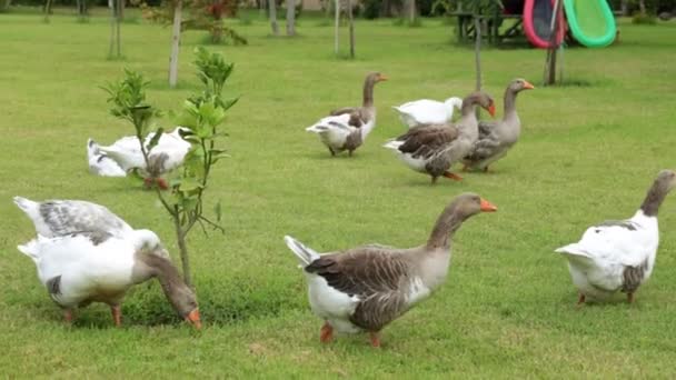 Een kudde ganzen graast in een weide. Gans twijgen groen gras. Ganzen, gevogelte, landbouw, boerderij. — Stockvideo