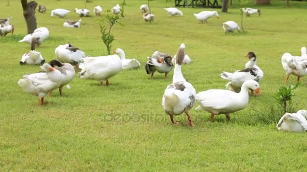 Gansos, pájaros, granja. Ganso en la hierba verde. Una bandada de gansos en un prado . — Vídeo de stock