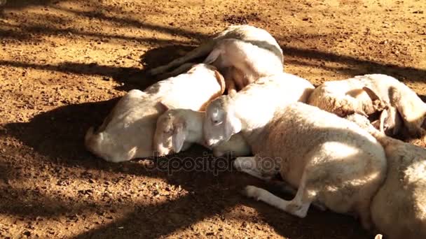 Schafe im Stall. Bauernhof, Landwirtschaft. Lämmer, Schafe im Stall. — Stockvideo