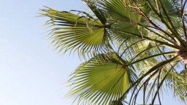 Mavi gökyüzü hurma ağaçlarının yaprakları.