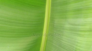 Palmiye ağacı yakın çekim yaprak yeşil. Muz palmiye, yeşil yaprak.