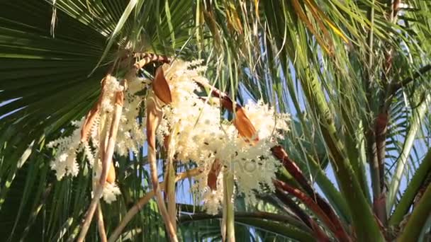 開花のヤシの木。ミツバチは受粉の手のひらです。バナナ ヤシの木を花します。. — ストック動画