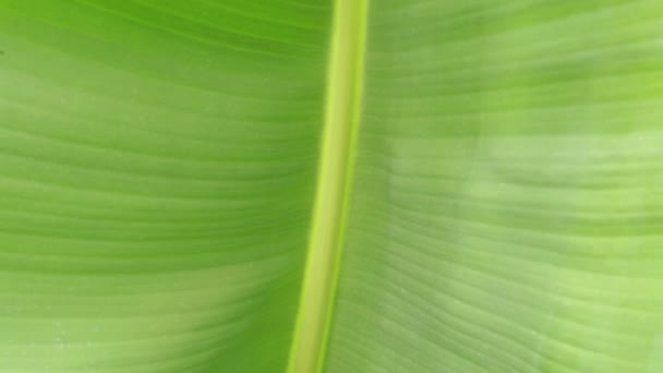 Feuille verte d'un palmier gros plan. Paume de banane, feuille verte .