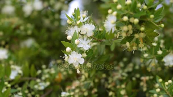 Fiore di ciliegio primo piano. Fiori di ciliegio bianchi, estate, primavera, natura . — Video Stock