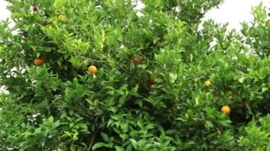 Portakal ağacı. Turuncu Saç ekimi. Orchard, portakal ağacı üzerinde büyümek..