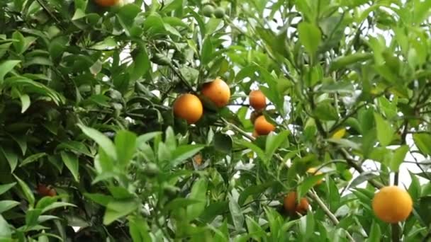 Οπωρώνα, τα πορτοκάλια που μεγαλώνουν σε ένα δέντρο. Πορτοκαλί δέντρο. Πορτοκαλί φυτεία. — Αρχείο Βίντεο