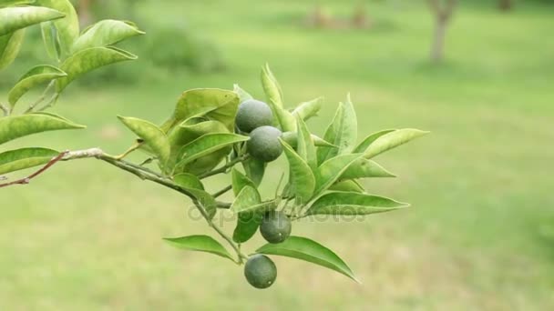 Zelené pomeranče na stromě. Mandarinky na pozadí zelených listů. Citrusového stromu. — Stock video