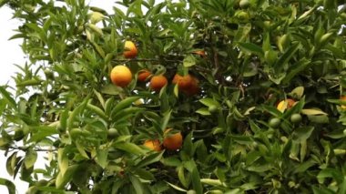 Portakal ağacı, olgun narenciye, portakal dallar üzerinde.
