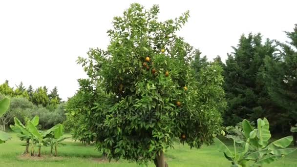 Oranje boom. Oranje plantage. Boomgaard, sinaasappelen groeien op een boom. — Stockvideo