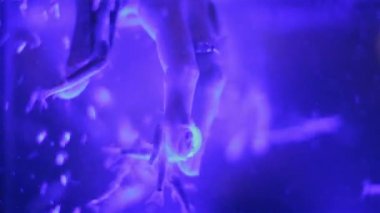 Yakın çekim el balık Spa'da dikkat çekici. Akvaryum balık Garra rufa. Manikür balık, spa, Cilt Bakımı.