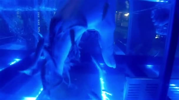 Maniküre mit Fischen im Aquarium. Doktorfisch, Garra Rufa, Kurfisch. — Stockvideo