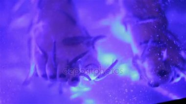 Balık spa pedikür de denir Doktor balık, Balık rufa garra kemirmek balık ve kangal.