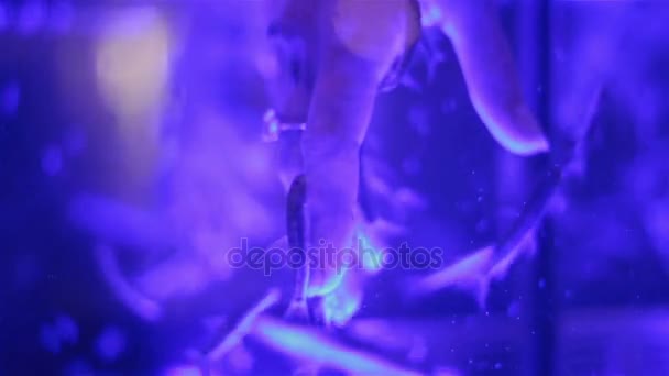 Gros plan des mains prenant soin au spa à poissons. Poissons d'aquarium Garra rufa .