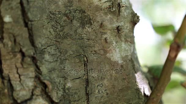 Ameisen laufen am Baum entlang. Ameisen auf dem Baum. — Stockvideo