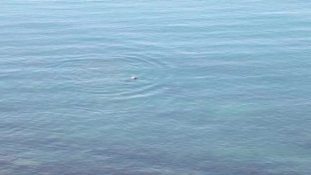 Delfines en el mar. El grupo de delfines flota en el Mar Negro . — Vídeo de stock